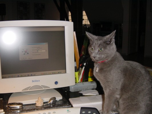 Computer Cat 2.JPG
