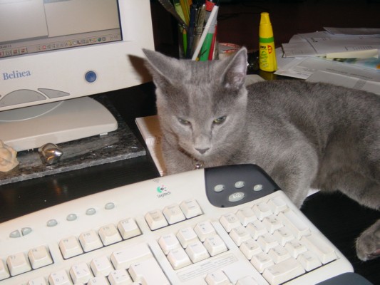 Computer Cat 4.JPG