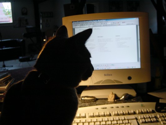 Computer Cat 5.JPG