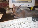 Keyboard Cat 1.JPG