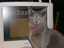 Computer Cat 3.JPG