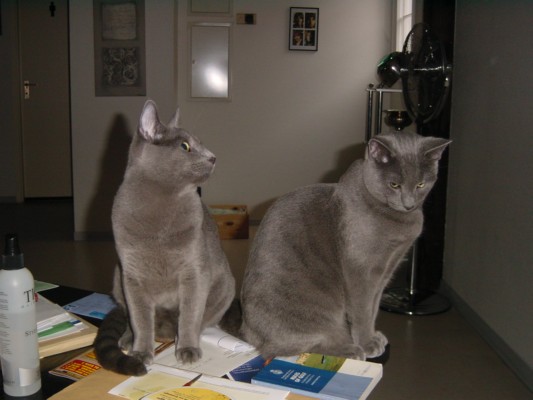 Office Cats  3.JPG