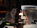Office Cats  4.JPG