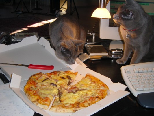 Pizza Cats 2.JPG
