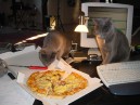 Pizza Cats 7.JPG