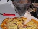 Pizza Cats 1.jpg