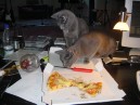 Pizza Cats 5.JPG