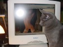 Porno Cat 1.JPG